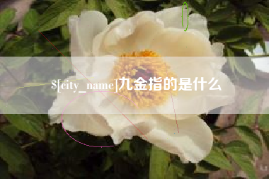 新野九金指的是什么